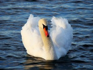 swan-2515_960_720