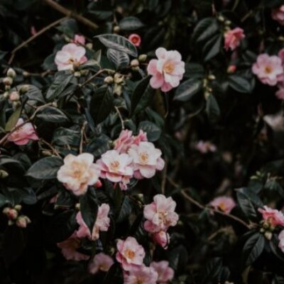 Lily Media / Lily blogit